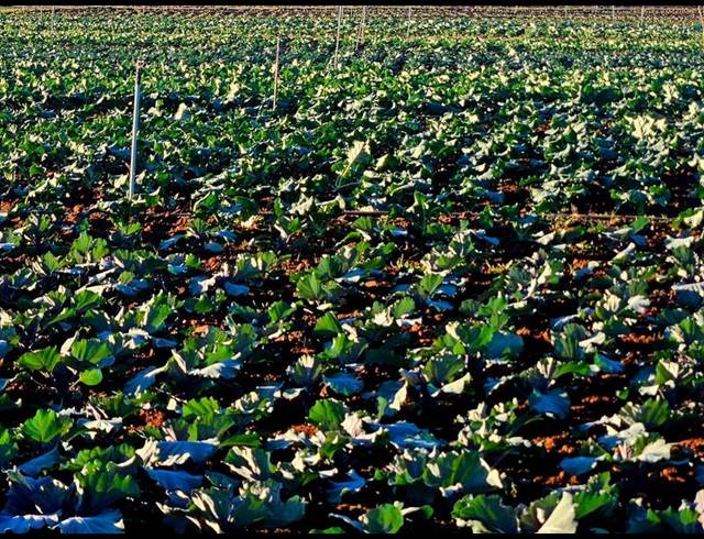 FARM FOR SALE IN BULTFONTEIN AH